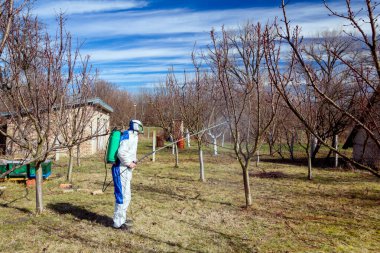 Koruyucu giyimli bahçıvan meyve ağaçları serpiştiriyor.