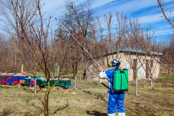 Trädgårdsmästare bär skyddande övergripande strössel fruktträd med l — Stockfoto