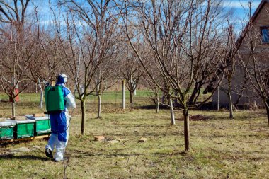Koruyucu giyimli bahçıvan meyve ağaçları serpiştiriyor.