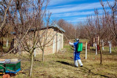 Koruyucu giyimli bahçıvan meyve ağaçları serpiştiriyor.
