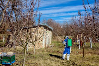 Koruyucu giyimli bahçıvan meyve ağaçları serpiştiriyor.