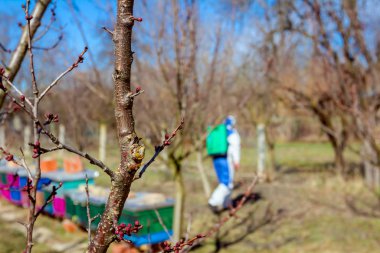 Kimyasal korumadan önce tomurcuklu taze budanmış dal..