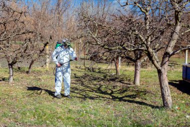 Koruyucu giyimli bahçıvan meyve ağaçları serpiştiriyor.