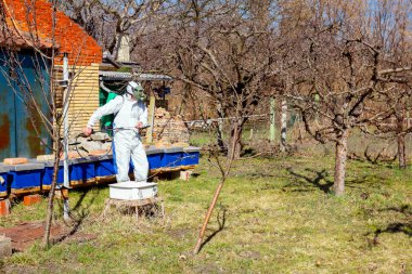 Koruyucu giyimli bahçıvan meyve ağaçları serpiştiriyor.