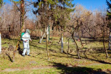 Koruyucu giyimli bahçıvan meyve ağaçları serpiştiriyor.
