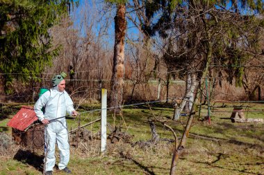 Koruyucu giyimli bahçıvan meyve ağaçları serpiştiriyor.