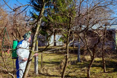 Koruyucu giyimli bahçıvan meyve ağaçları serpiştiriyor.