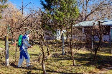 Koruyucu giyimli bahçıvan meyve ağaçları serpiştiriyor.