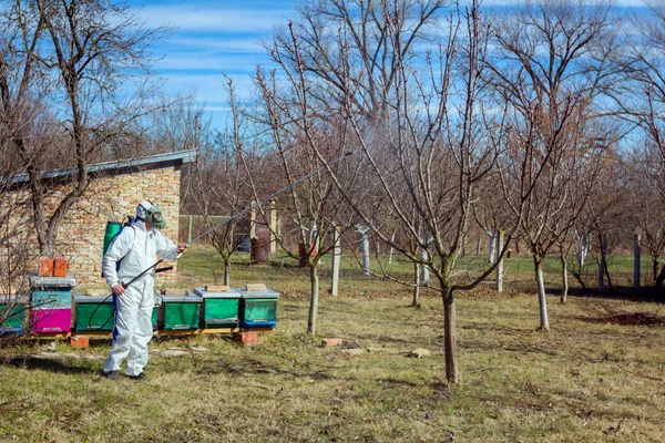 Gardener wearing protective overall sprinkles fruit trees with l — ストック写真