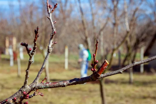 Fresh pruned twig with bud before chemical protection. — Stock Photo, Image