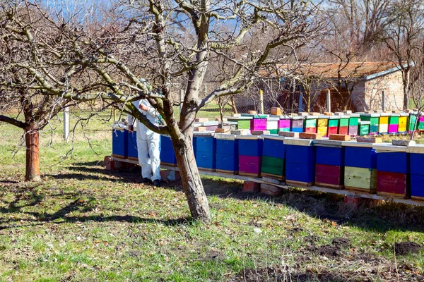 Giardiniere indossare protettivo generale spruzza alberi da frutto con l — Foto Stock