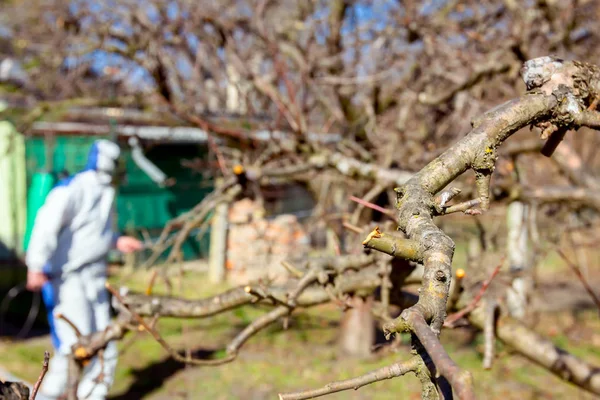 Fresh pruned twig with bud before chemical protection.