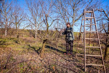 Kesme dalları, budama meyve ağaçları uzun shea ile bahçıvan olduğunu