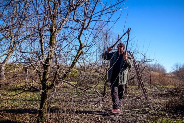 Kesme dalları, budama meyve ağaçları uzun shea ile bahçıvan olduğunu