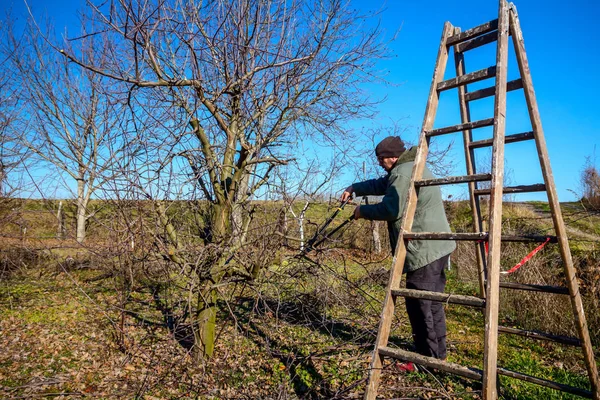 Giardiniere è taglio rami, potatura alberi da frutto con karitè lungo — Foto Stock
