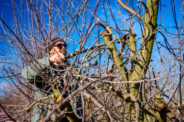 Trädgårdsmästaren är skära grenar, beskärning fruktträd med lång shea — Stockfoto