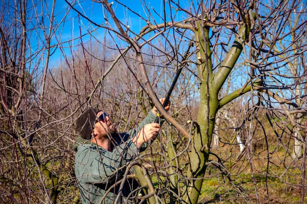 Jardinero está cortando ramas, podando árboles frutales con karité largo — Foto de Stock