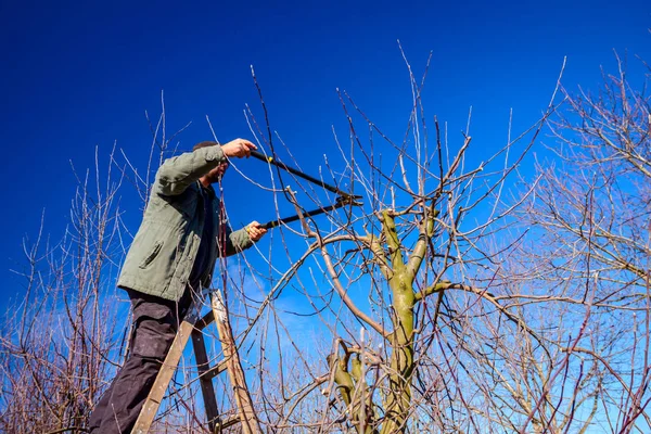 Jardinero está cortando ramas, podando árboles frutales con la poda s — Foto de Stock