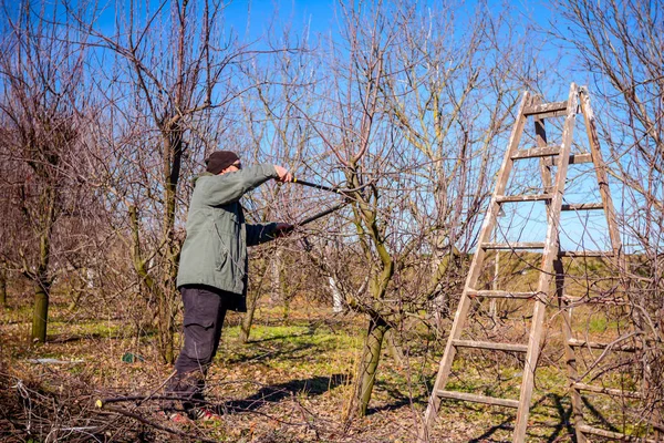 Trädgårdsmästaren är skära grenar, beskärning fruktträd med lång shea — Stockfoto