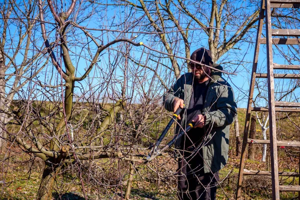 Jardinero está cortando ramas, podando árboles frutales con karité largo — Foto de Stock