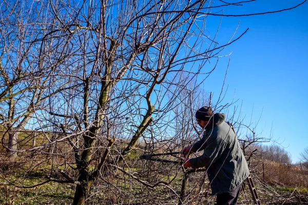 Trädgårdsmästaren är skära grenar, beskärning fruktträd med lång shea — Stockfoto