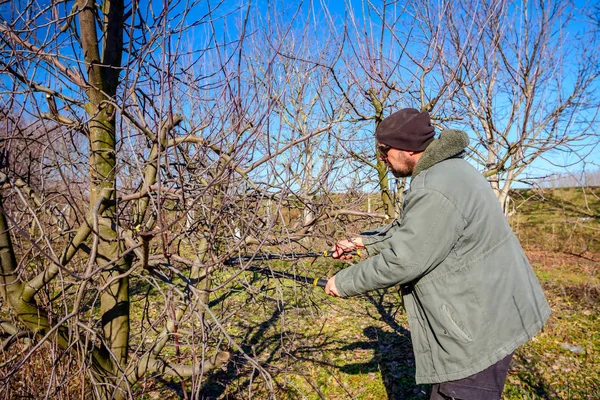 Gardener is cutting branches, pruning fruit trees with long shea — Stock Photo, Image