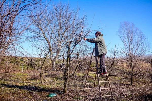 Zahradník je řezání větví, prořezávání ovocných stromů s prořezávání s — Stock fotografie