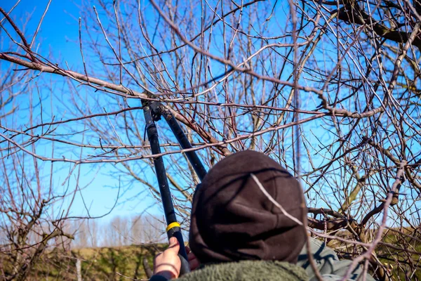 O jardineiro está cortando galhos, podando árvores frutíferas com karité longa — Fotografia de Stock