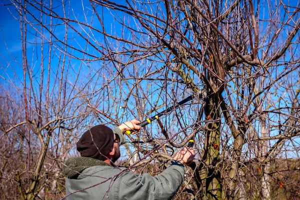 Zahradník je řezání větví, prořezávání ovocných stromů s dlouhou shea — Stock fotografie