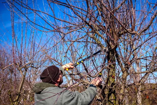 Trädgårdsmästaren är skära grenar, beskärning fruktträd med lång shea — Stockfoto