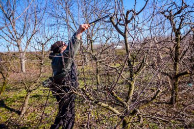 Kesme dalları, budama meyve ağaçları uzun shea ile bahçıvan olduğunu