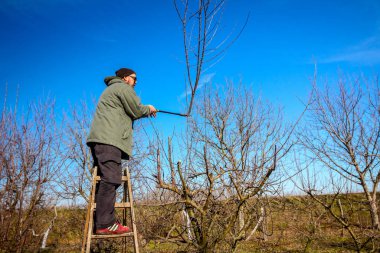 Kesme dalları, budama meyve ağaçları budama s ile bahçıvan olduğunu