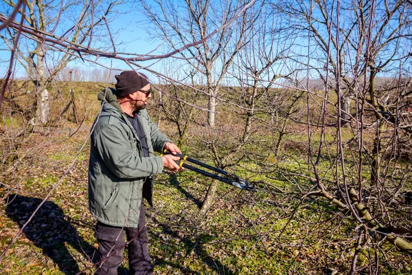 O jardineiro está cortando galhos, podando árvores frutíferas com karité longa — Fotografia de Stock