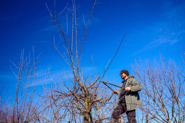 Jardineiro é cortar ramos, podar árvores frutíferas com poda s — Fotografia de Stock
