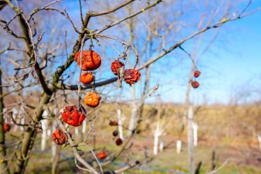 Dry mummified fruits on a tree branch in the sunny spring day clipart