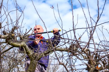 Kesme dalları, budama meyve ağaçları budama s ile bahçıvan olduğunu