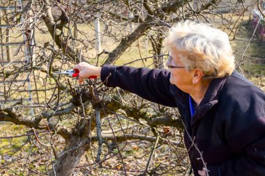 Yaşlı kadın dalları kesiyor, meyve ağaçlarını Shea ile buduyor.