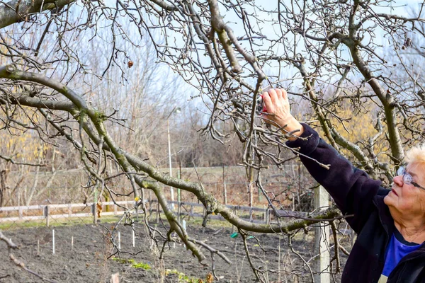 Yaşlı kadın dalları kesiyor, meyve ağaçlarını Shea ile buduyor. — Stok fotoğraf