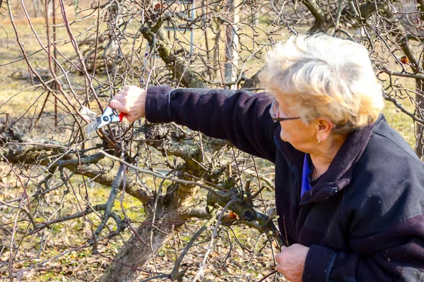 Yaşlı kadın dalları kesiyor, meyve ağaçlarını Shea ile buduyor. — Stok fotoğraf