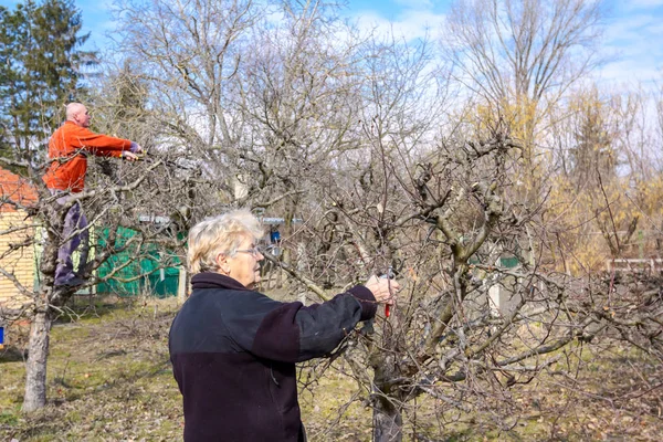 Idős férfiak és nők ágakat vágnak, gyümölcsfákat metszenek. — Stock Fotó
