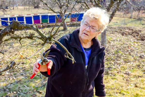 Idős nő ágakat vág, gyümölcsfákat metszeget shea-val. — Stock Fotó