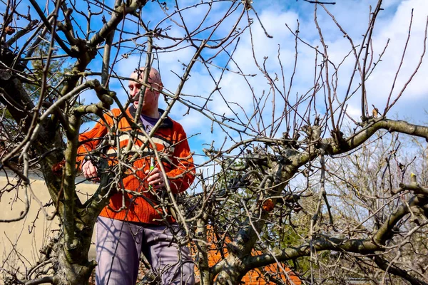 Jardinero está cortando ramas, podando árboles frutales con la poda s — Foto de Stock