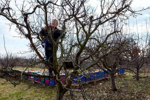 Az idősebb nő ágakat vág, gyümölcsfákat metszik nyírással. — Stock Fotó