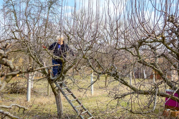 Az idősebb nő ágakat vág, gyümölcsfákat metszik nyírással. — Stock Fotó