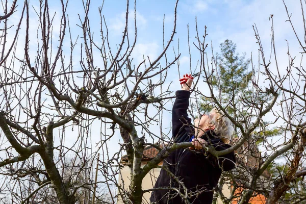 Az idősebb nő ágakat vág, gyümölcsfákat metszik nyírással. — Stock Fotó