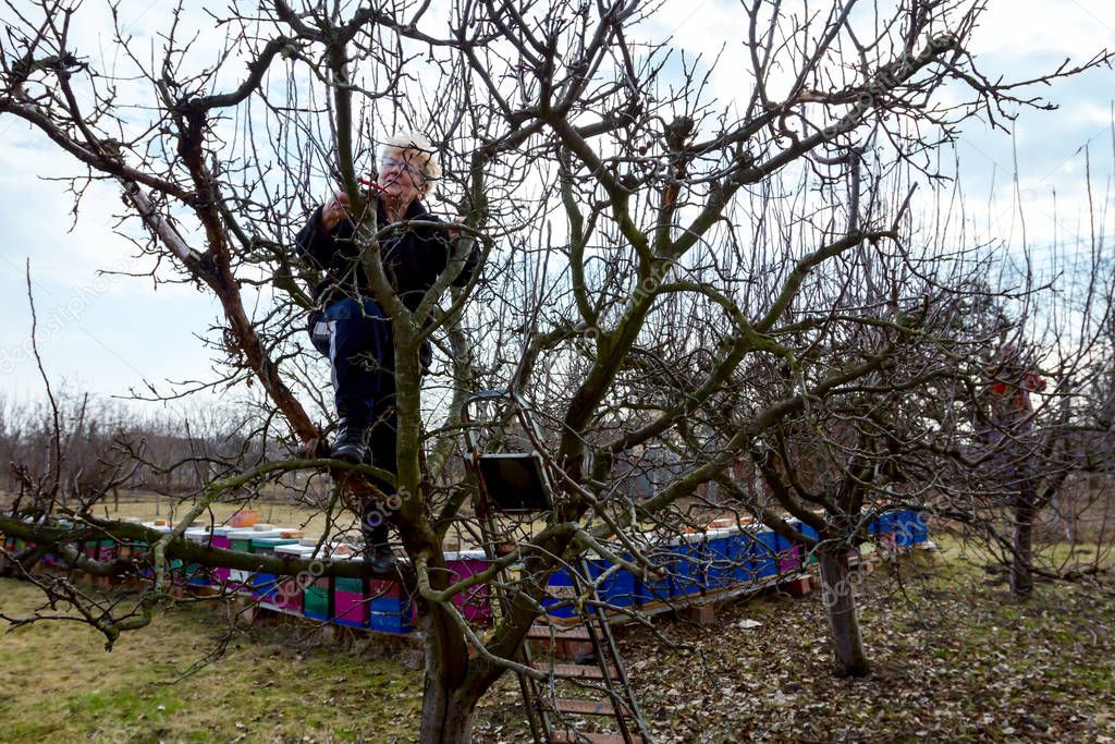Senior woman is cutting branches, pruning fruit trees with shear