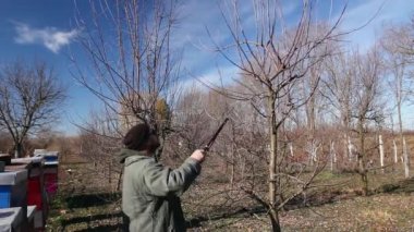 Farmer is pruning branches of fruit trees in orchard using long loppers at early springtime. H.264 video codec