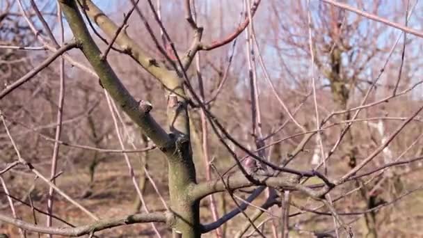 農家は春の初めに長い葉を使って果樹園の果樹の枝を剪定しています 264ビデオコーデック — ストック動画