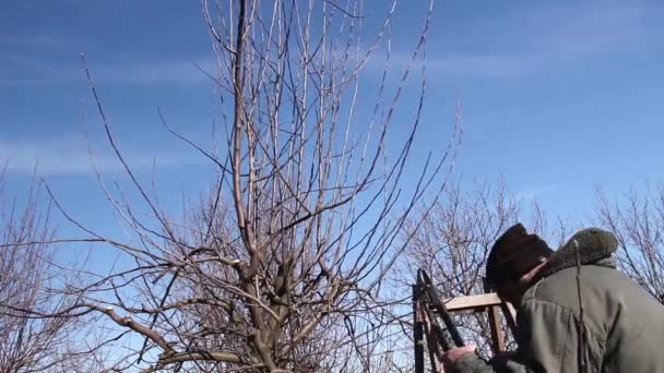 農家は 早春の日にはしごに登った長いローパーを使用して果樹園で果物の木の枝を剪定しています 264ビデオコーデック — ストック動画