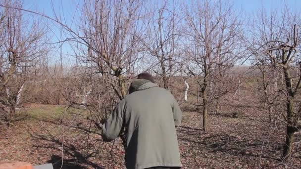 Farmer Pruning Branches Fruit Trees Orchard Using Long Loppers Early — Stockvideo